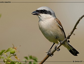 Animali 114